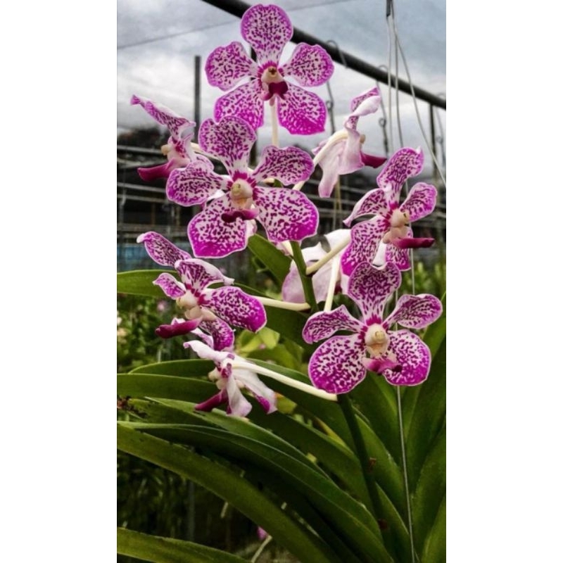 Anggrek Vanda Hybrid DEWASA ( ID : MANISAKI )