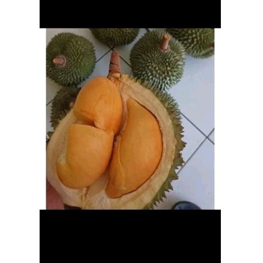 

PROMO!! Durian Montong Nya,500gram Asli Montong