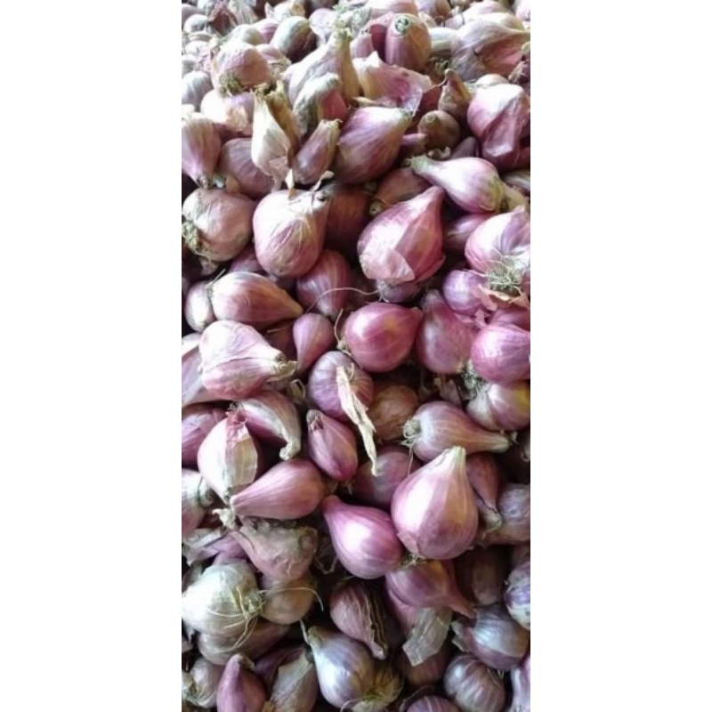 

Bawang Merah 1 kilo