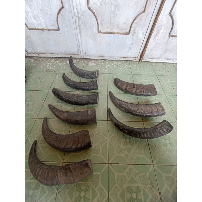 TANDUK KERBAU PADATAN SUPER