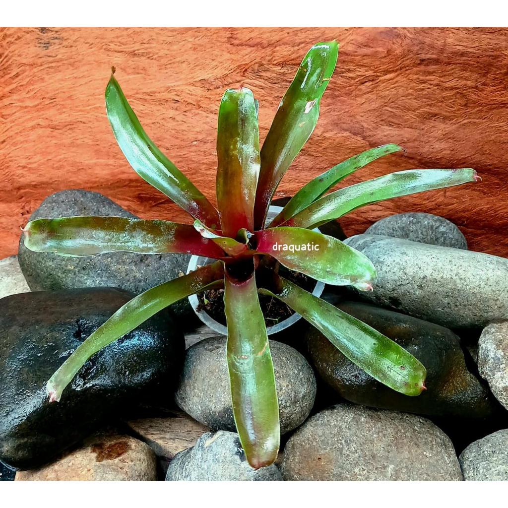 bromelia tiger tanaman hias | Tanaman terrarium paludarium vivarium