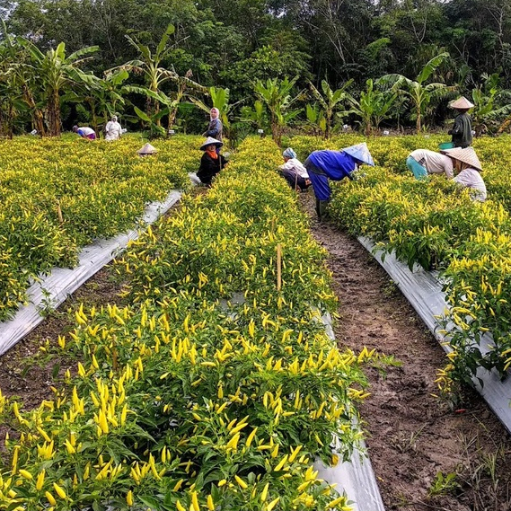 [READY] benih cabai cabe setan dewata 43 f1 2250 butir cap panah merah