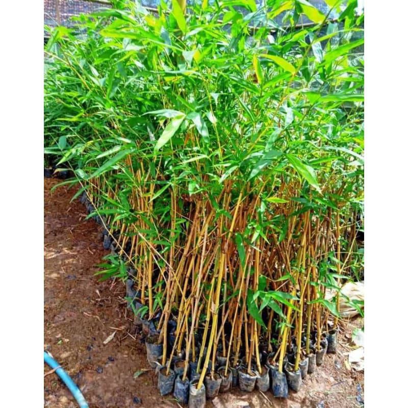 Bambu kuning atau pring kuning tanaman hias