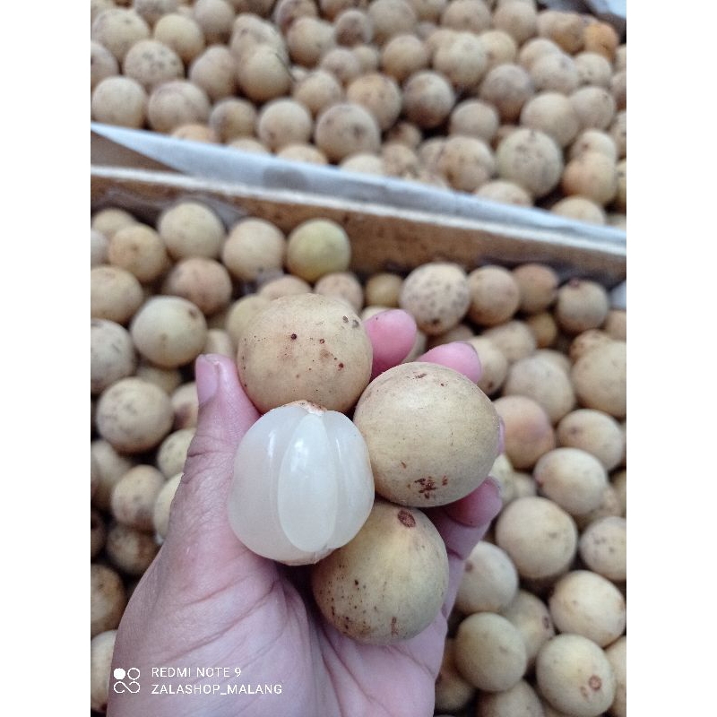 1 KG DUKU MANIS PALEMBANG JUAL DUKU MALANG MURAH GRATIS ONGKIR BISA COD