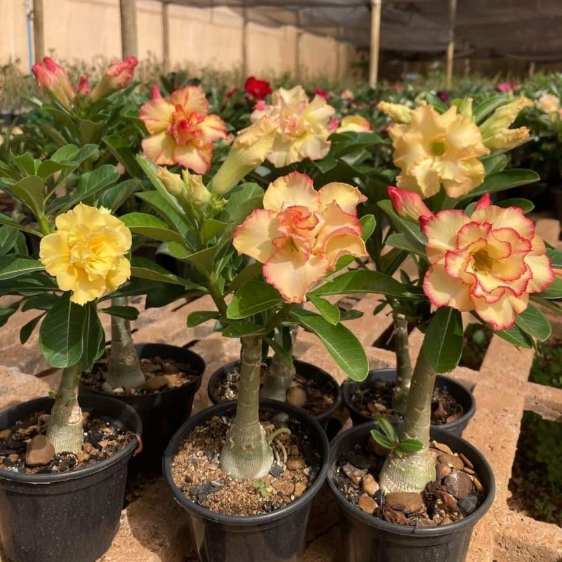 ADENIUM / KAMBOJA BUNGA TUMPUK ID TERBARU