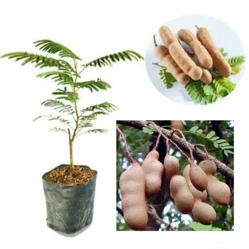 Bibit Asem Jawa – Pohon Asem Jawa – Tanaman Asem Jawa