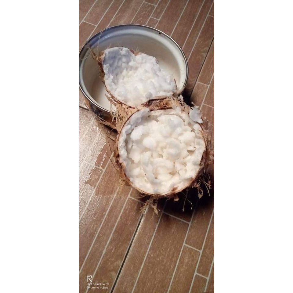 

kelapa kopyor ukuran 39-40 CM