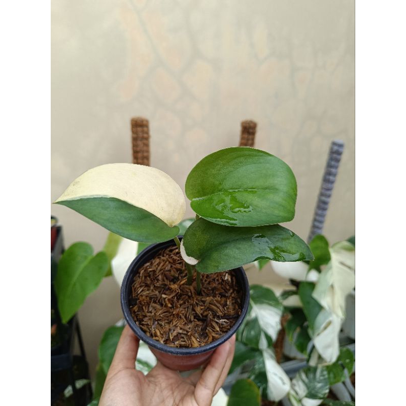 Scindapsus jadesatin varigata