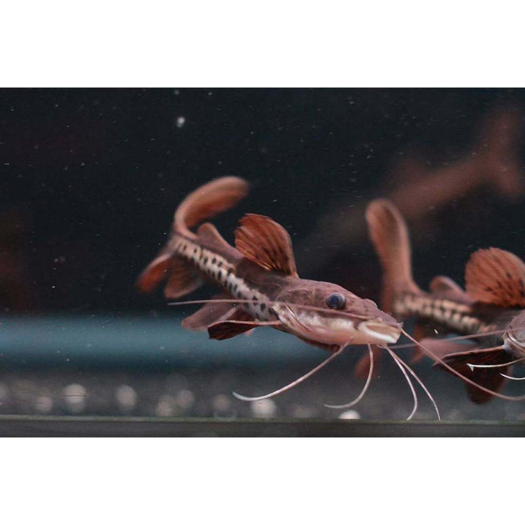 IKAN LEOPARD | LEOPARD CATFISH | IKAN PREDATOR | IKAN HIAS PREDATOR | IKAN PREDATOR AQUARIUM | IKAN 