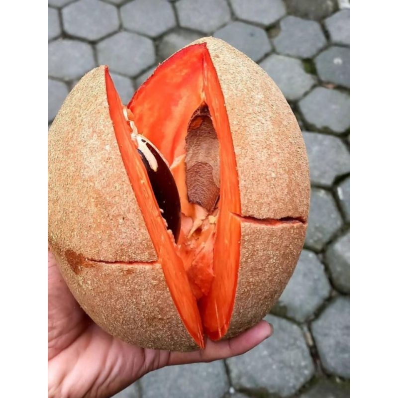 

memey Sapote per buah / Sawo meksiko langkah 1,5 kg