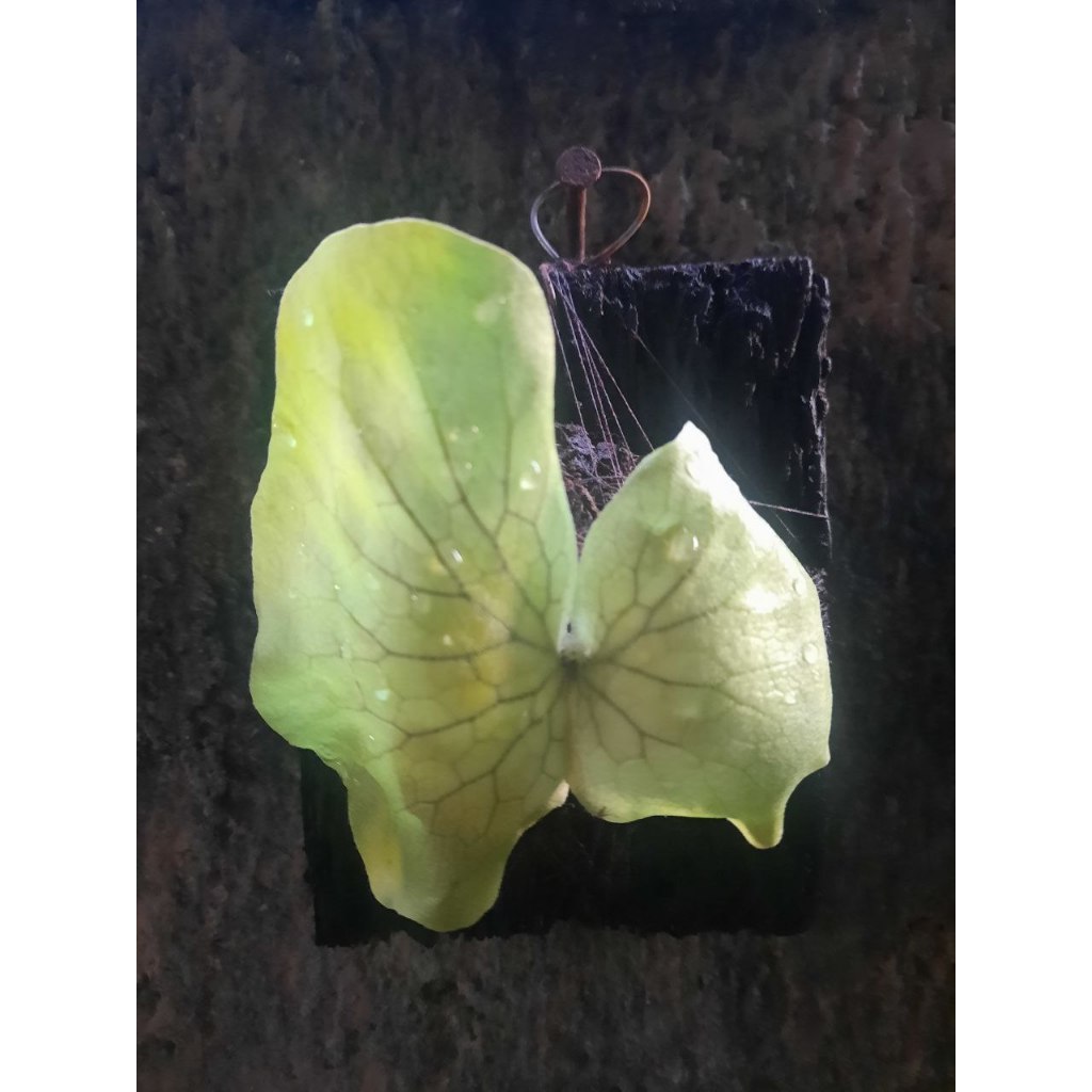 Platycerium Elephantotis Hijau