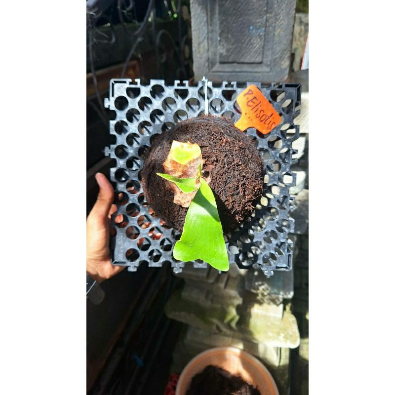 platycerium /kesimbar elisotis  hybrid platycerium elephantotis x platycerium ellisi rawatan dc 25 x