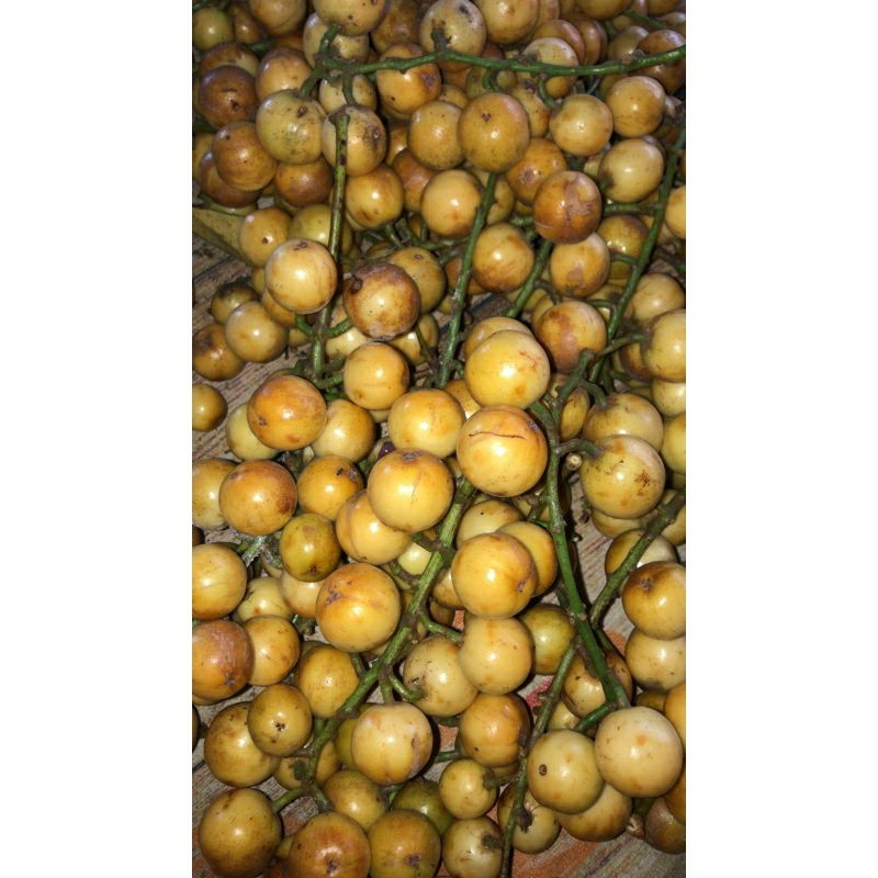 

Kepundung Banyuwangi