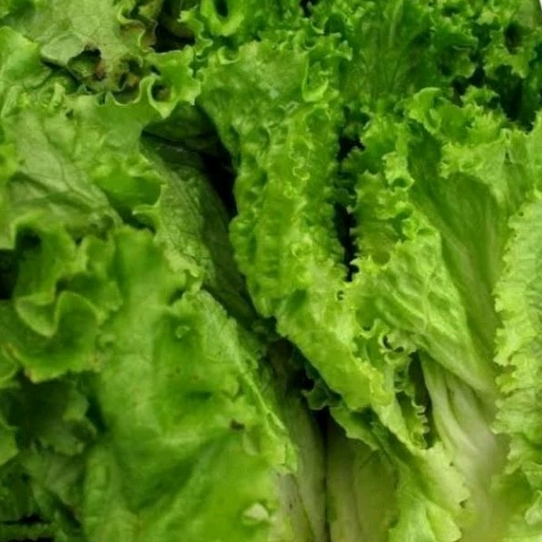 

Salada keriting 500gr