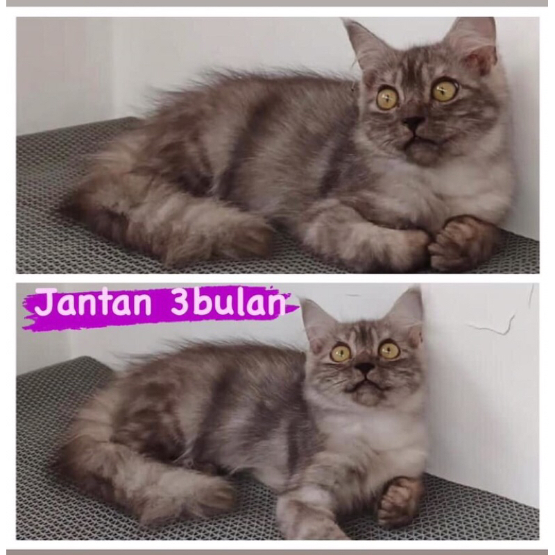kitten persia medium jantan abu