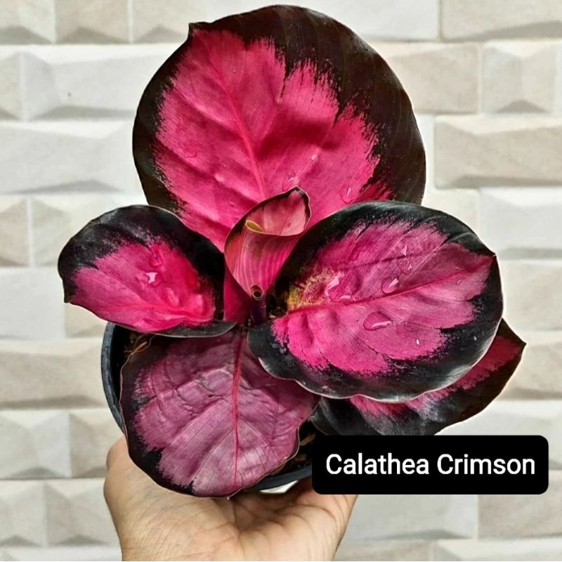Tanaman Hias Calathea Crimson 5-10 daun besar/ Kalatea Krimson Bukan Bonggol bibit import rawatan mu