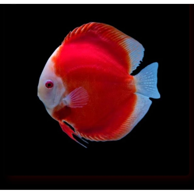 Styrofoam Discus Hias Air tawar Red Melon (RM) grade A full HB / size 2"-4,5"
