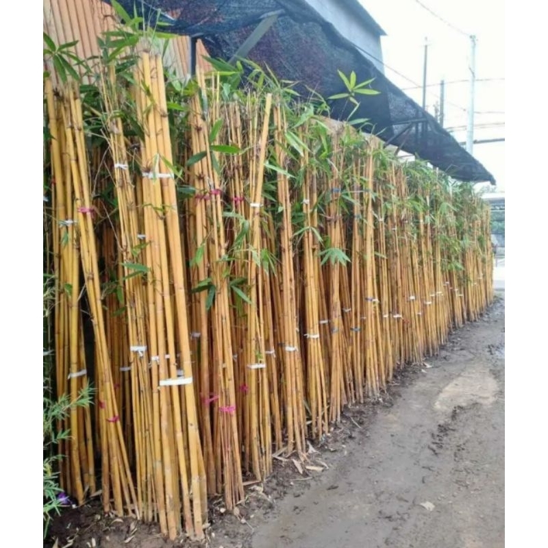 Bambu Kuning/Bambu panda
