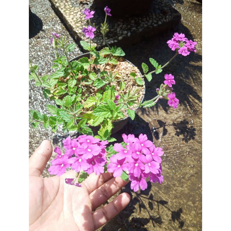 Bunga marbena/verbena