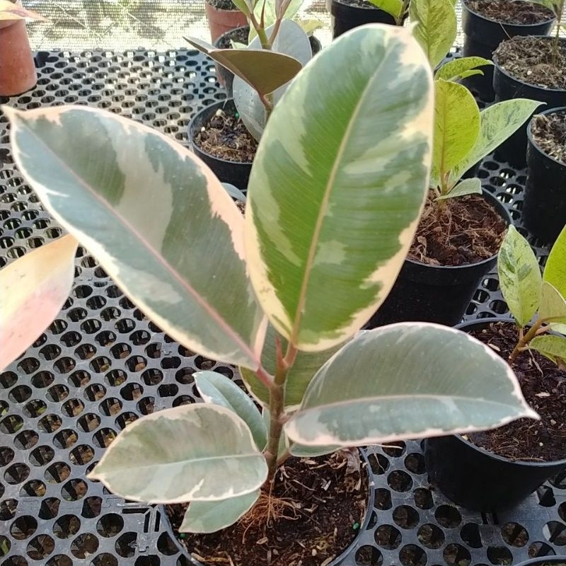 vicus ruby/karet kebo