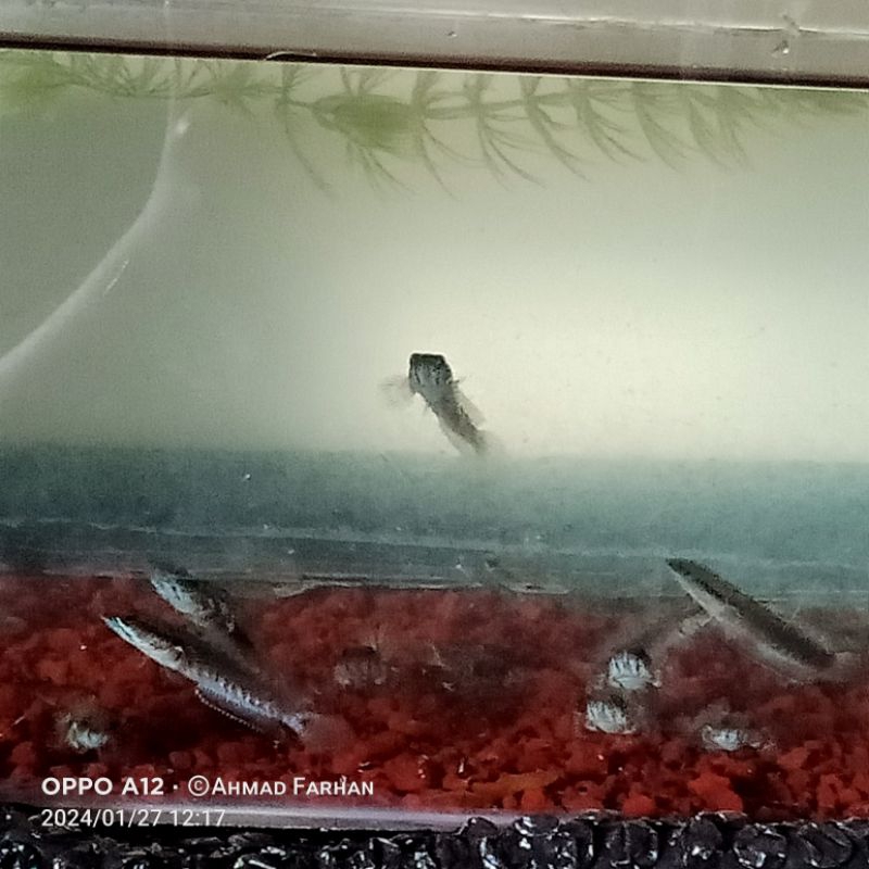 channa blue pulcra 4-5 cm