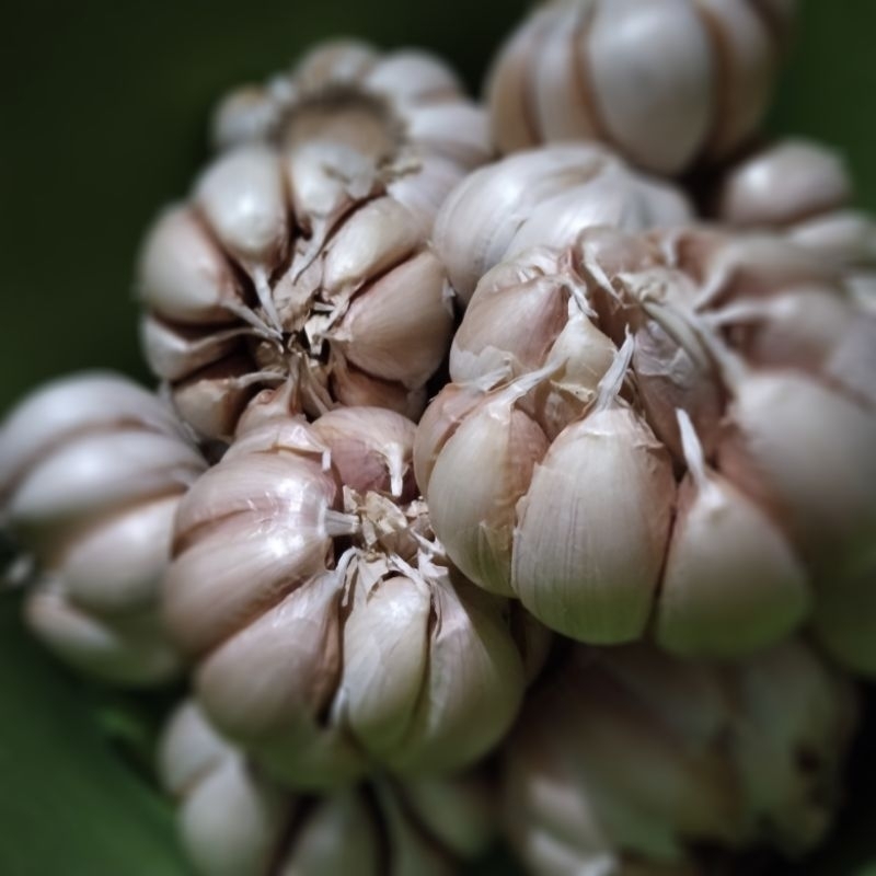 

Bawang Putih Bersih 1Kg (1000g)