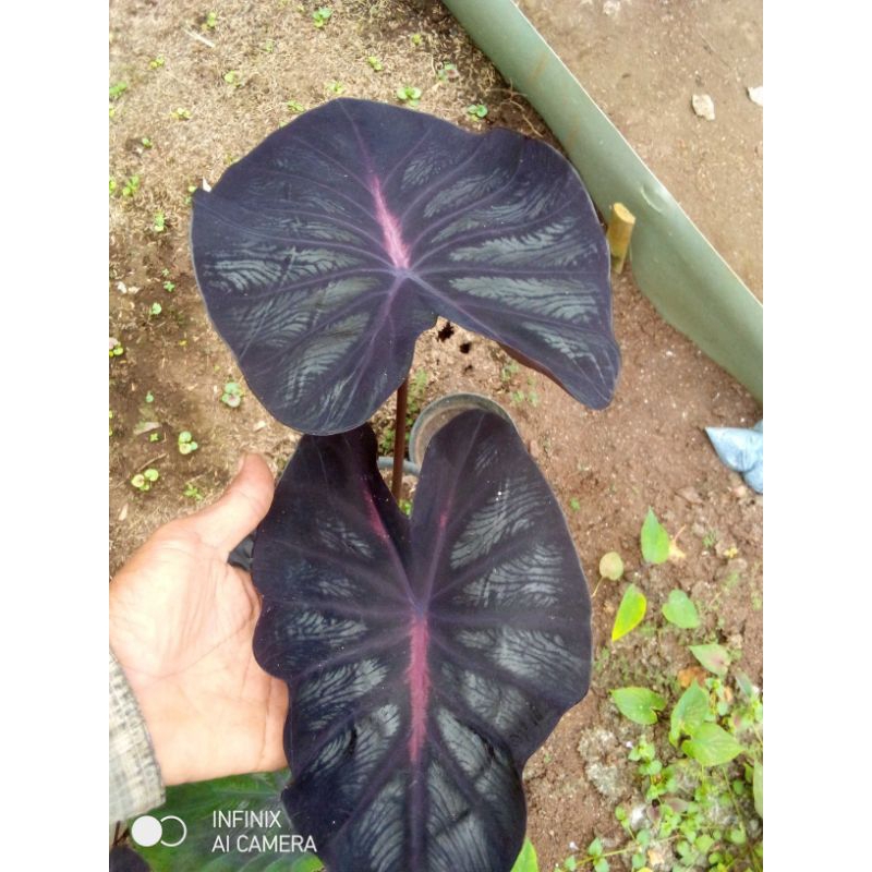 Colocasia, black lava anakan