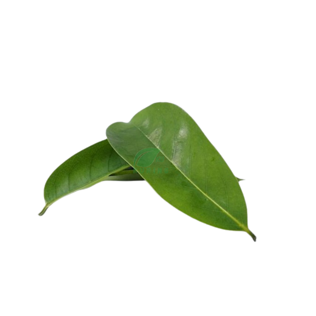 

KUKURING Daun Sirsak Segar Per 10 Lembar 100% Organik Non Pestisida
