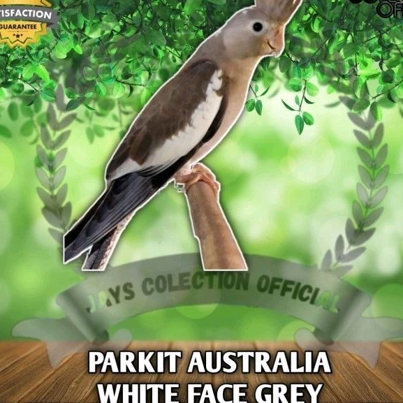 BURUNG PARKIT AUSTRALIA / FALK WHITE FACE