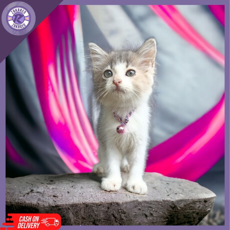 kalung kucing anti kutu bahan prusik murah untuk anak kucing kualitas bagus ready siap kirim