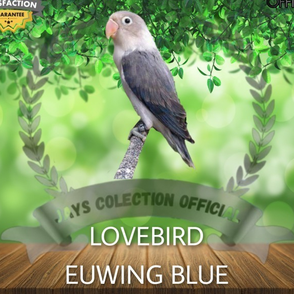 BURUNG LOVEBIRD EUWING BLUE