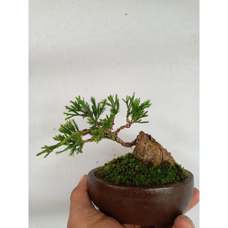 Bonsai cemara sinensis