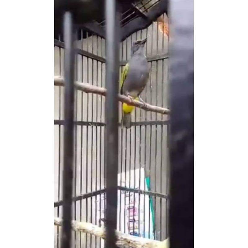 BURUNG KUTILANG ABU