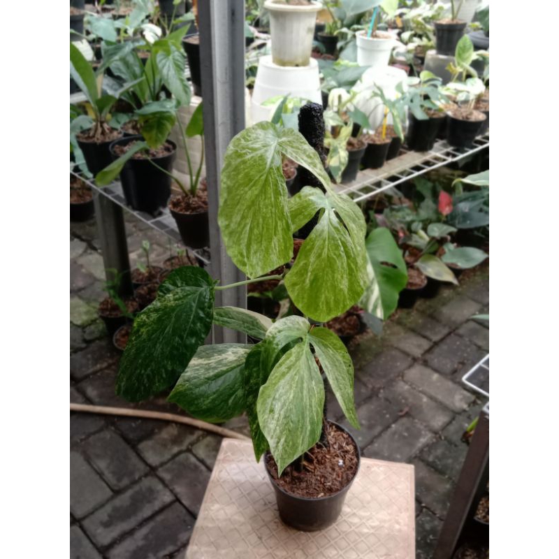 tanaman amidrium varigata