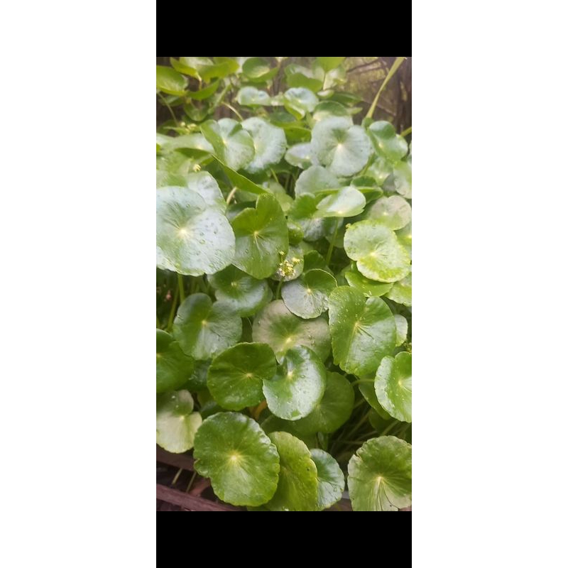 

Daun pegagan 20 lembar segar