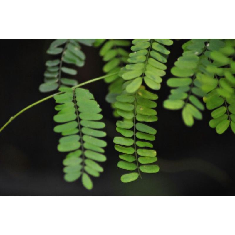 

DAUN SAGA SEGAR 100 gram