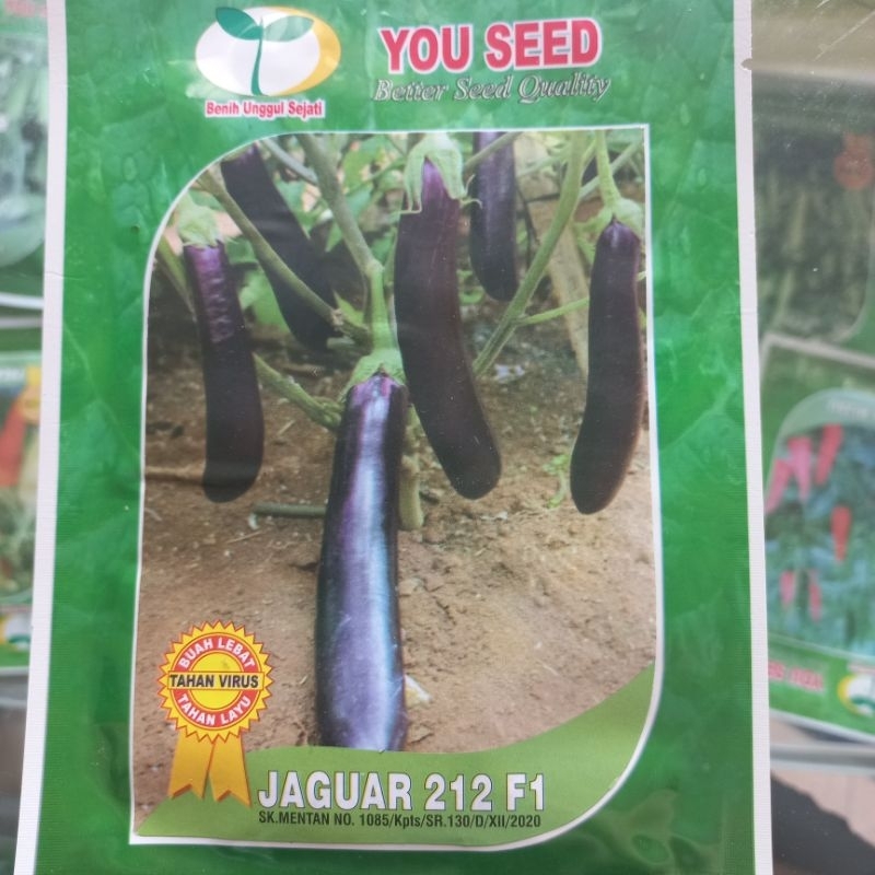 YOU SEED - TERONG UNGU HIBRIDA JAGUAR 212 F1 5 G