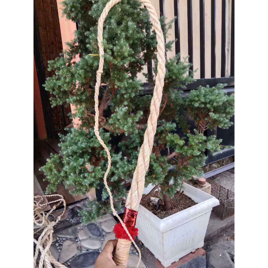 PECUT Ceten Serat NANAS CAMBUK Serat NANAS Toys