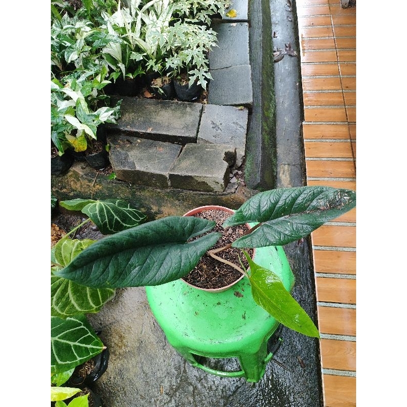 Alocasia scalprum