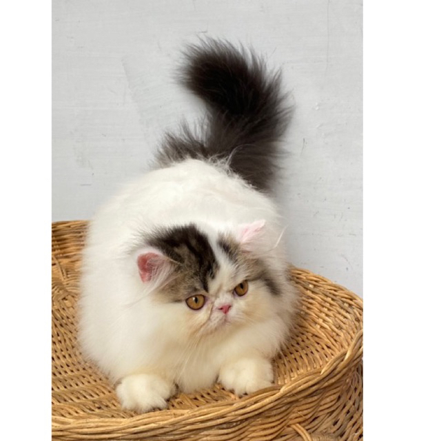 kitten persia peaknose jantan non ped