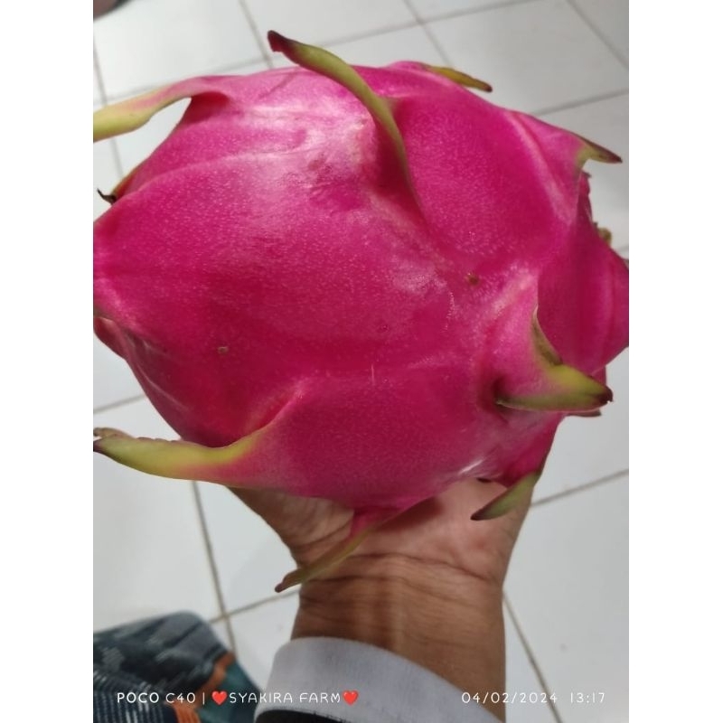 bibit buah naga merah jumbo