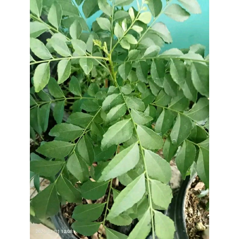 

Daun salam Koja I Daun kari segar 1kg