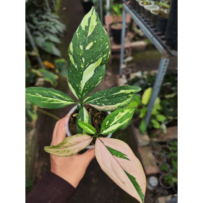 syngonium Redspot tricolor