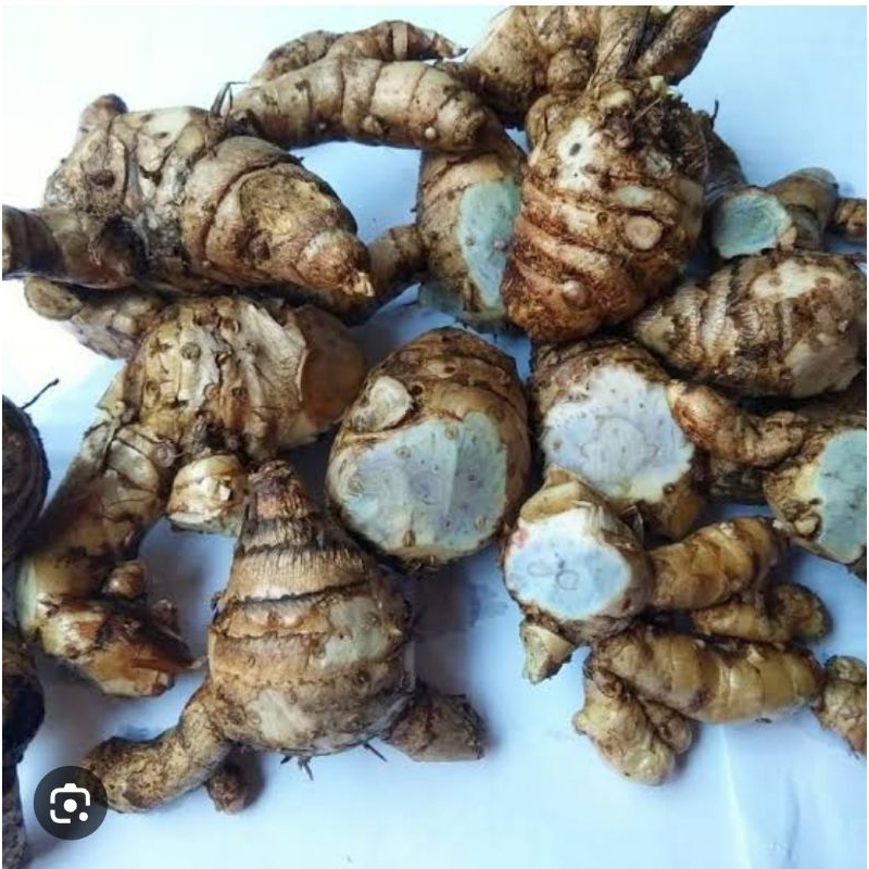 

Biang/bongol temu hitam isi 500 gram