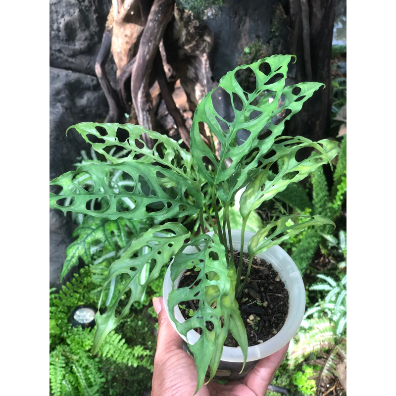 MONSTERA OBLIQUA