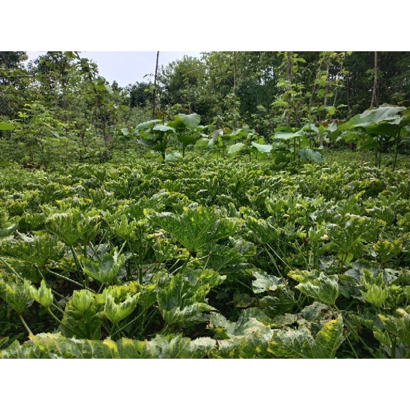 

Okra segar langsung dari kebun