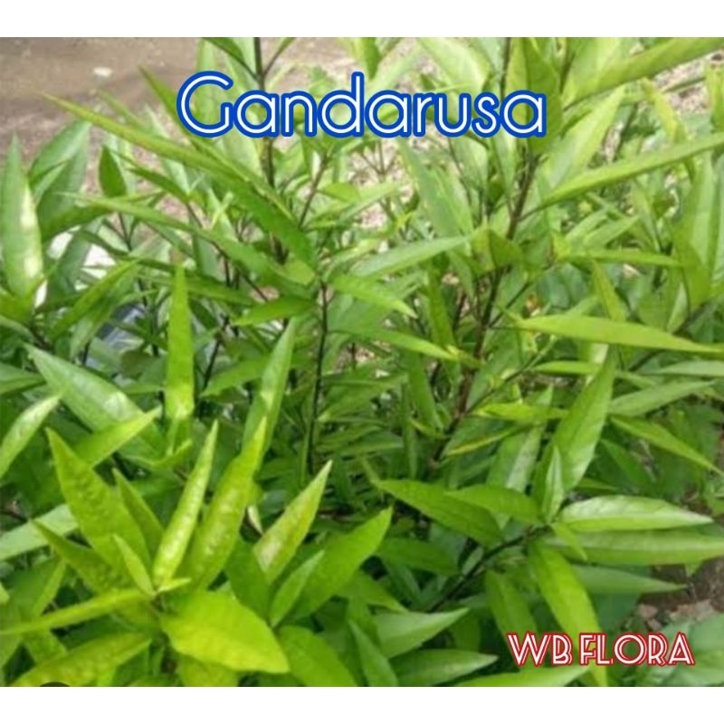 Gandarusa tanaman obat / herbal