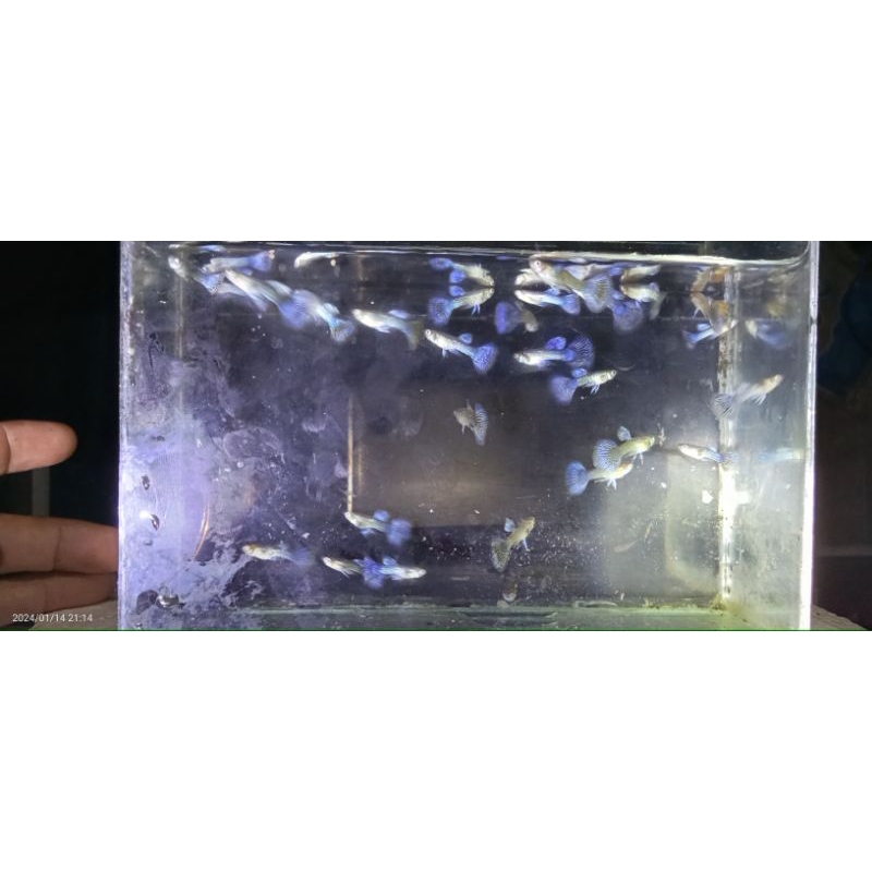 packing ,,,,Guppy blue dragon