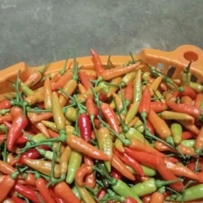 

cengek kampung 250gr