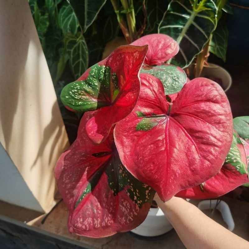 Caladium baret Tanaman hias caladium baret /keladi baret tanaman hias murah meriah